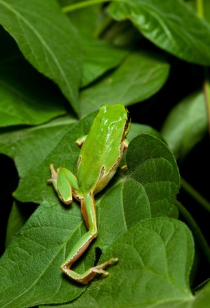 Close-up of European tree frog (Hyla arborea) climbing on leaves at nightの写真素材