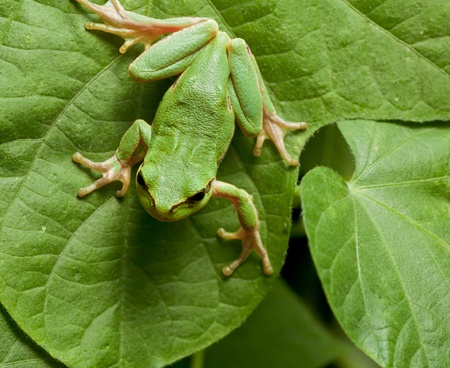 Macro of European tree frog (Hyla arborea) sitting on leaves backgroundの写真素材