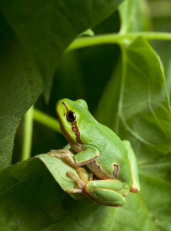 Macro of European tree frog (Hyla arborea) in natural environmentの写真素材