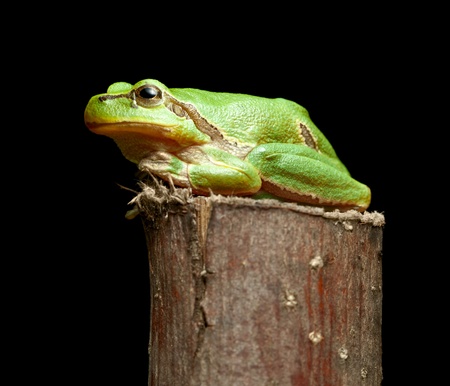 Macro of European tree frog (Hyla arborea) isolated on blackの写真素材