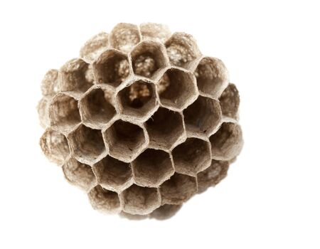 Macro of empty wasps paper nest の写真素材