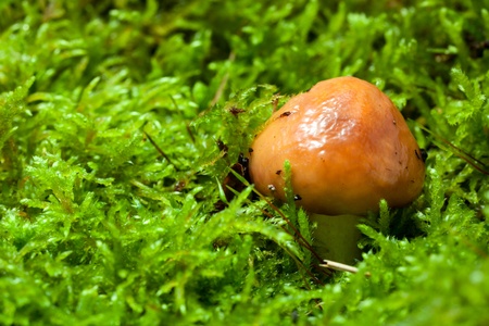 Macro of annulated boletus (Suillus luteus) hidden in mossの写真素材