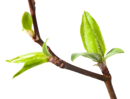 Macro of cherry-tree buds and leaves isolated on whiteの写真素材