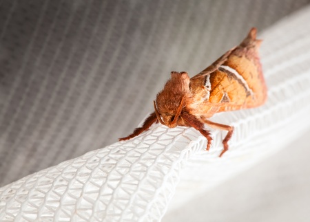 Macro of lepidoptera enface sitting on white curtainの写真素材