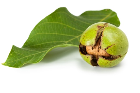Green walnut in broken peel and leaf isolated on whiteの写真素材