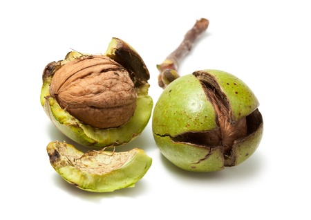 Two fresh raw walnuts isolated on whiteの写真素材