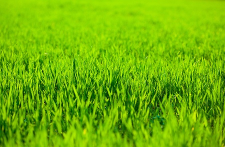 Shallow depth-of-field shot of young growing corn grassの写真素材