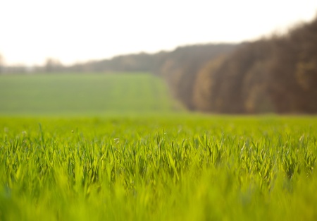 Shallow depth-of-field shot of young growing corn, focus on front rowsの写真素材