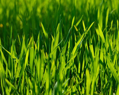 Macro of young wheat sproutsの写真素材