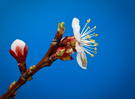 Macro of fruit tree blooming twig over blue backgroundの写真素材