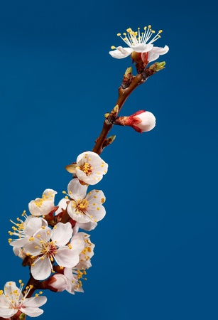 Close-up of apricot blooming twig over blue backgroundの写真素材