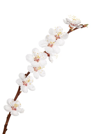 Close-up of fruit-tree twig with flowers isolated on whiteの写真素材
