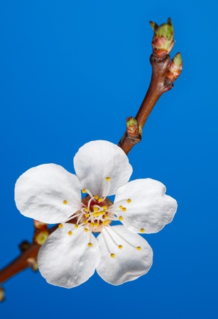 Macro of apricot tree bloom on twig over blueの写真素材