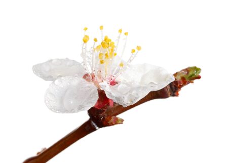 Macro of apricot bloom with water drops isolated on whiteの写真素材