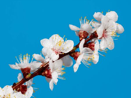 Studio close-up shot of apricot blooming twig over blueの写真素材
