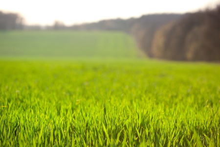 Shallow DOF shot of spring farmland, selective focus on corn bladesの写真素材