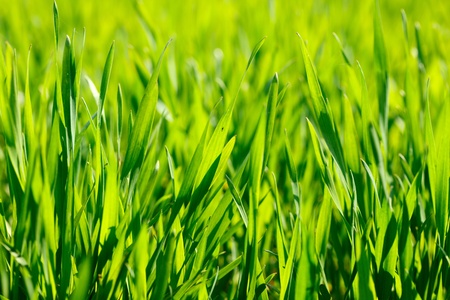 Closeup shot of growing cereal at spring farmlandの写真素材