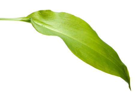 Close-up of ramsons (Allium ursinum) leaf isolated on white with single dropの写真素材