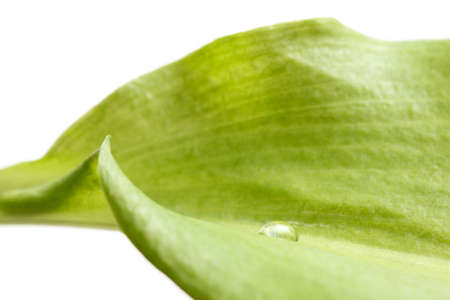 Macro of ramsons (Allium ursinum) leaf isolated on white with single dropの写真素材