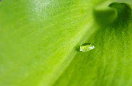 Ramsons (Allium ursinum) leaf with single water dropの写真素材