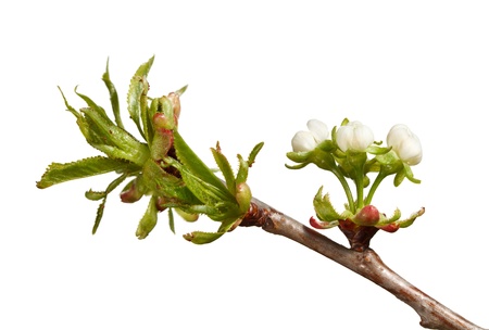 Close-up of blooming cherry branch isolated on whiteの写真素材
