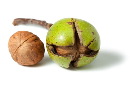 Macro of fresh walnuts - whole and unpeeled isolated on whiteの写真素材