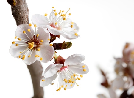 Studio shot of fruit tree blossom twig over whiteの写真素材