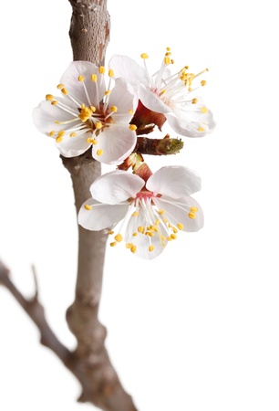 Studio shot of fruit tree blooming over white backgroundの写真素材