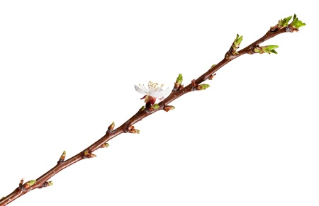 Blossom apricot shoot with one flower isolated on whiteの写真素材