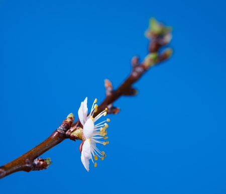 Macro of blossom apricot twig with one flower の写真素材