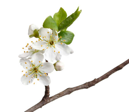Blooming apple-tree twig isolated on white backgroundの写真素材
