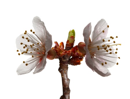 Backlit of apricot blossom isolated on whiteの写真素材