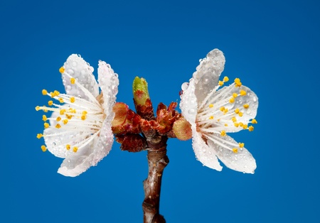 Studio shot of blooming apricot twig with water dropsの写真素材
