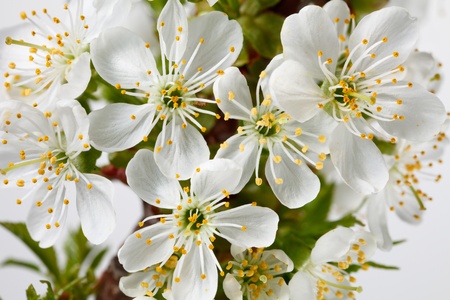Macro of blooming cherry treeの写真素材