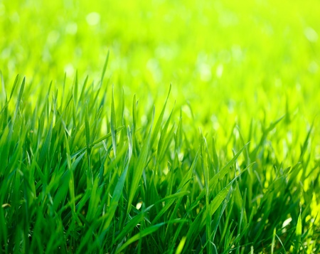Macro of springtime cereal sproutsの写真素材