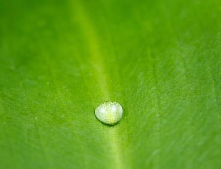 One drop on ramsons (Allium ursinum) leafの写真素材