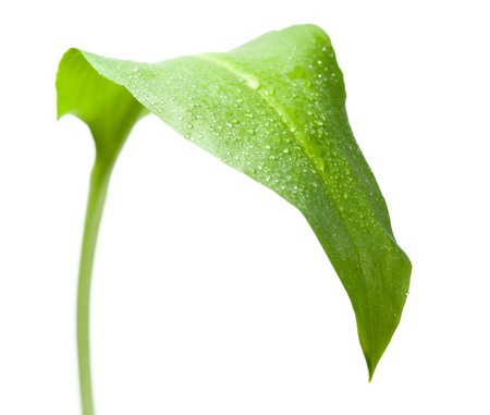 Close-up of wet Ramsons leaf isolated on whiteの写真素材