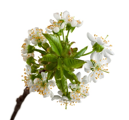Macro of cherry blossoms isolated on whiteの写真素材