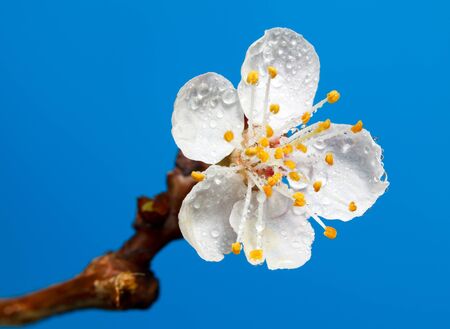 Macro of fruit tree flower with water drops over blue backgroundの写真素材