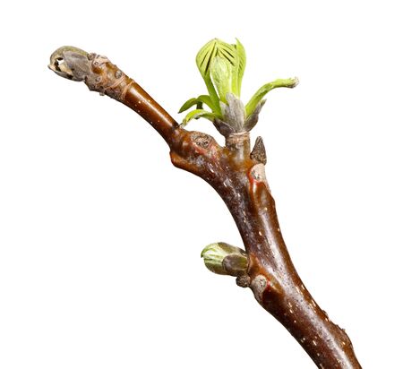 Macro of walnut tree budding twig isolated on white
の写真素材
