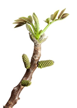 Macro of walnut sprout isolated on whiteの写真素材