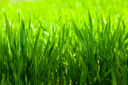 Macro of springtime cereal sproutsの写真素材