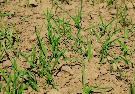 Macro of young wheat sprouts at springtimeの写真素材