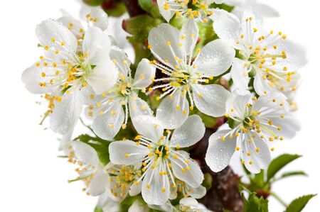 Macro of blooming cherry and dew drops isolated on whiteの写真素材