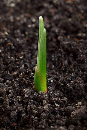 Macro of green braird over soil background, new life conceptの写真素材