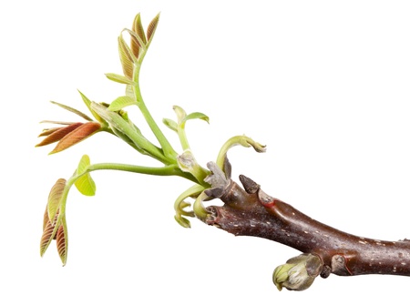 Macro of twig with fresh leaves isolated on whiteの写真素材