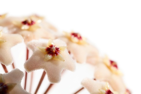 Macro of Hoya Carnosa (Asclepiadaceae) umbel isolated on whiteの写真素材