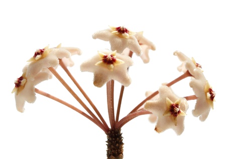 Macro of Hoya Carnosa (Asclepiadaceae) umbel isolated on whiteの写真素材