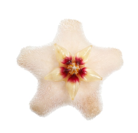 Macro of Hoya Carnosa (Asclepiadaceae) flower isolated on whiteの写真素材
