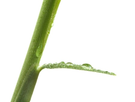 Macro of dew drops on small leaf isolated on whiteの写真素材